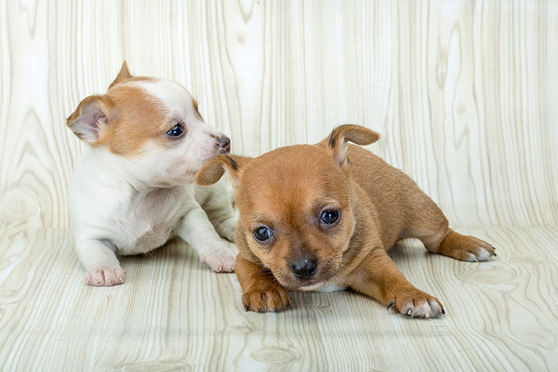 Program-Image1-800x534